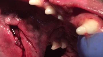 Ветеринарная клиника Доктор Вет на улице Генерала Лизюкова изображение 12